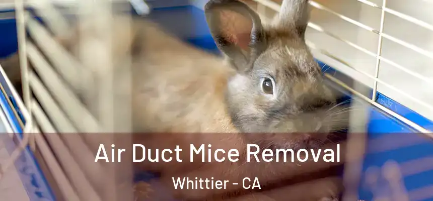 Air Duct Mice Removal Whittier - CA
