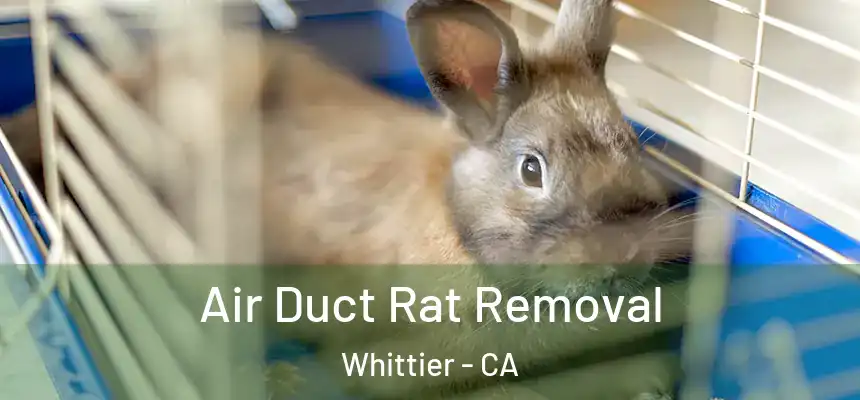  Air Duct Rat Removal Whittier - CA